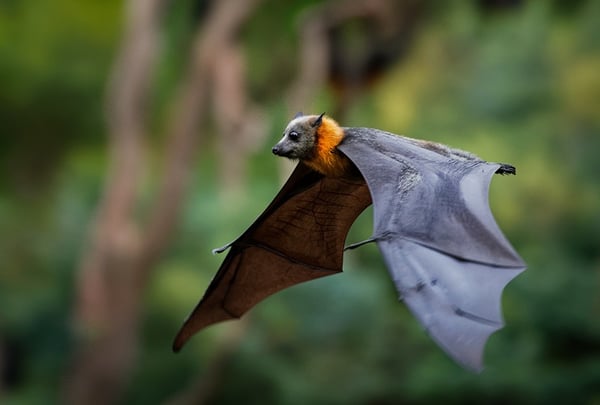 MAX deploys in Australia for Study on Flying Foxes with BatOneHealth image