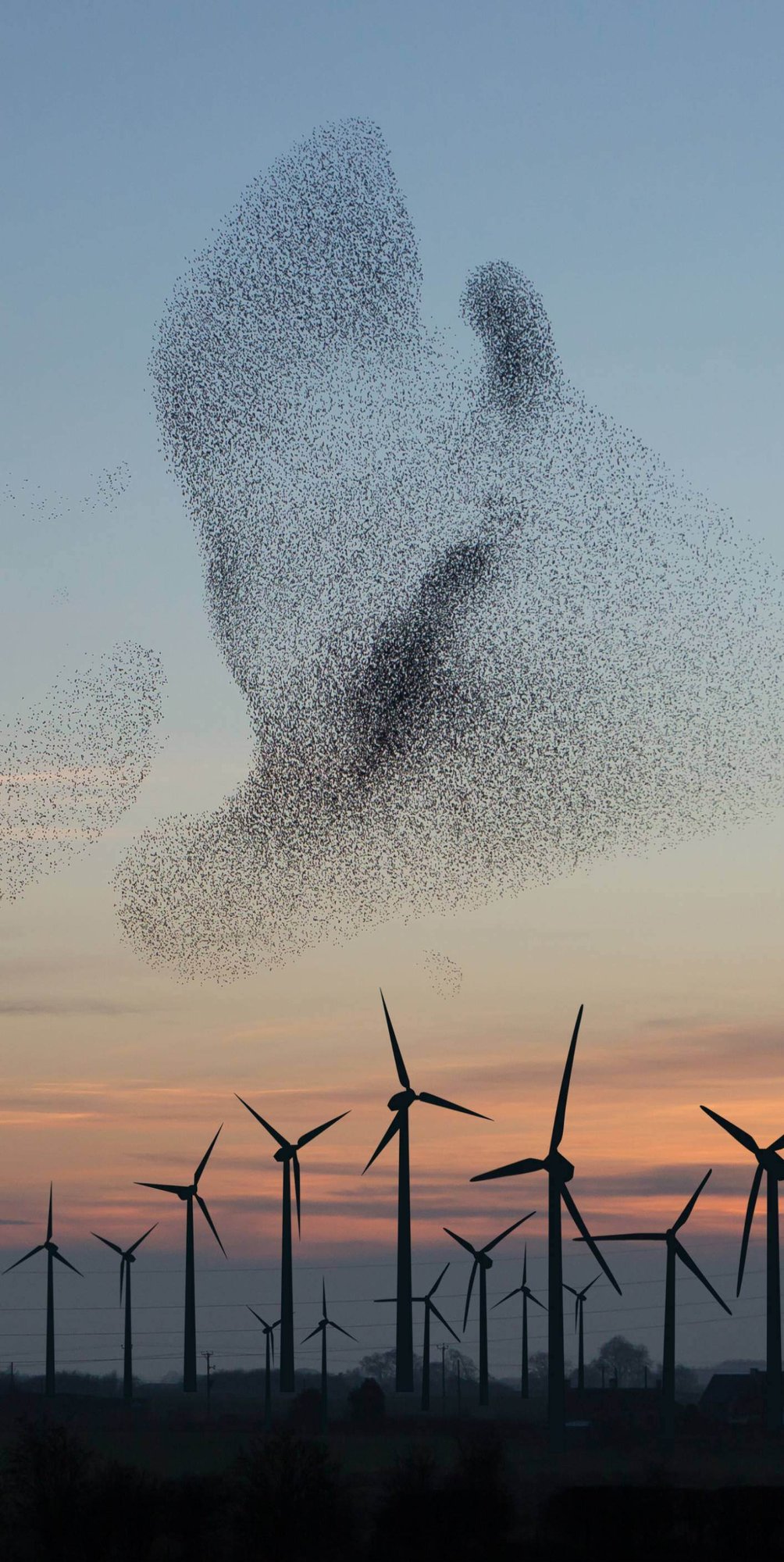 A large flock of birds flying in formation over several wind turbines at twilight