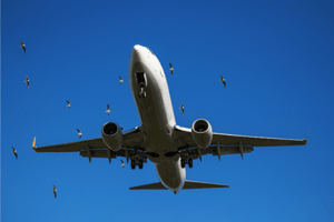 How Common are Bird Strikes?: 3 Reasons They're on The Rise image