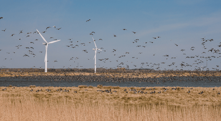RBR - blog image - How Black Turbine Blades Could Reduce Bird Strikes at Wind Farms - img 1-1-1