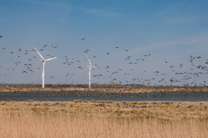 How Black Wind Turbine Blades Could Reduce Bird Mortality at Wind Farms image