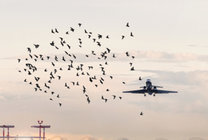 5 Reasons Why Every Airport Must Have Airport Avian Radar Systems image