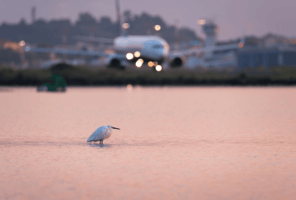 An egret floating in a large pond close by a commercial airport