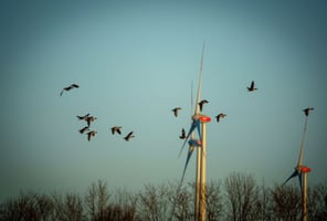 Flock of birds directed away from a 3-bladed wind turbine by a bird deterrent system