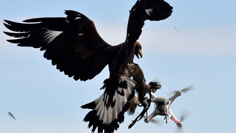 COUNTER DRONE, BIRDS OF PREY