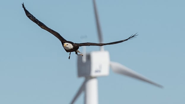 How Our Full 3D Bird Radar Assesses Collision Risk at Wind Farms