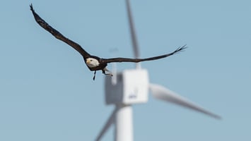 Meet Robin at the KNE ‘Bird Protection at Wind Turbines’ Conference in Kassel, Germany