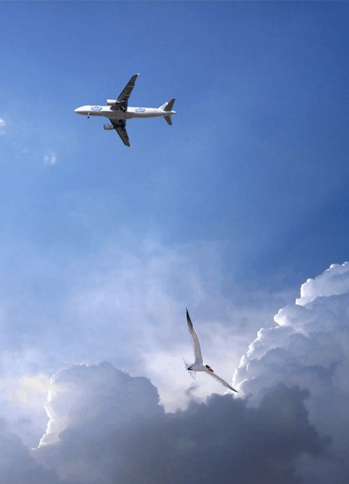 Aeroplane flying high above fluffy white clouds and a single white bird against a blue sky